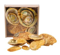 Decoratie Abelone schelpen - Mix - ca. 5 tot 11 cm.- 500 gram - Geel
