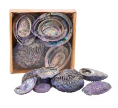 Decoratie Abelone schelpen - Mix - ca. 5 tot 11 cm.- 500 gram - Paars