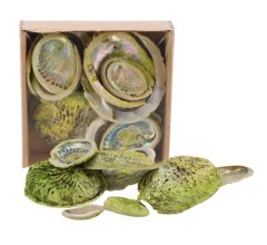 Decoratie Abelone schelpen - Mix - ca. 5 tot 11 cm.- 500 gram - Groen